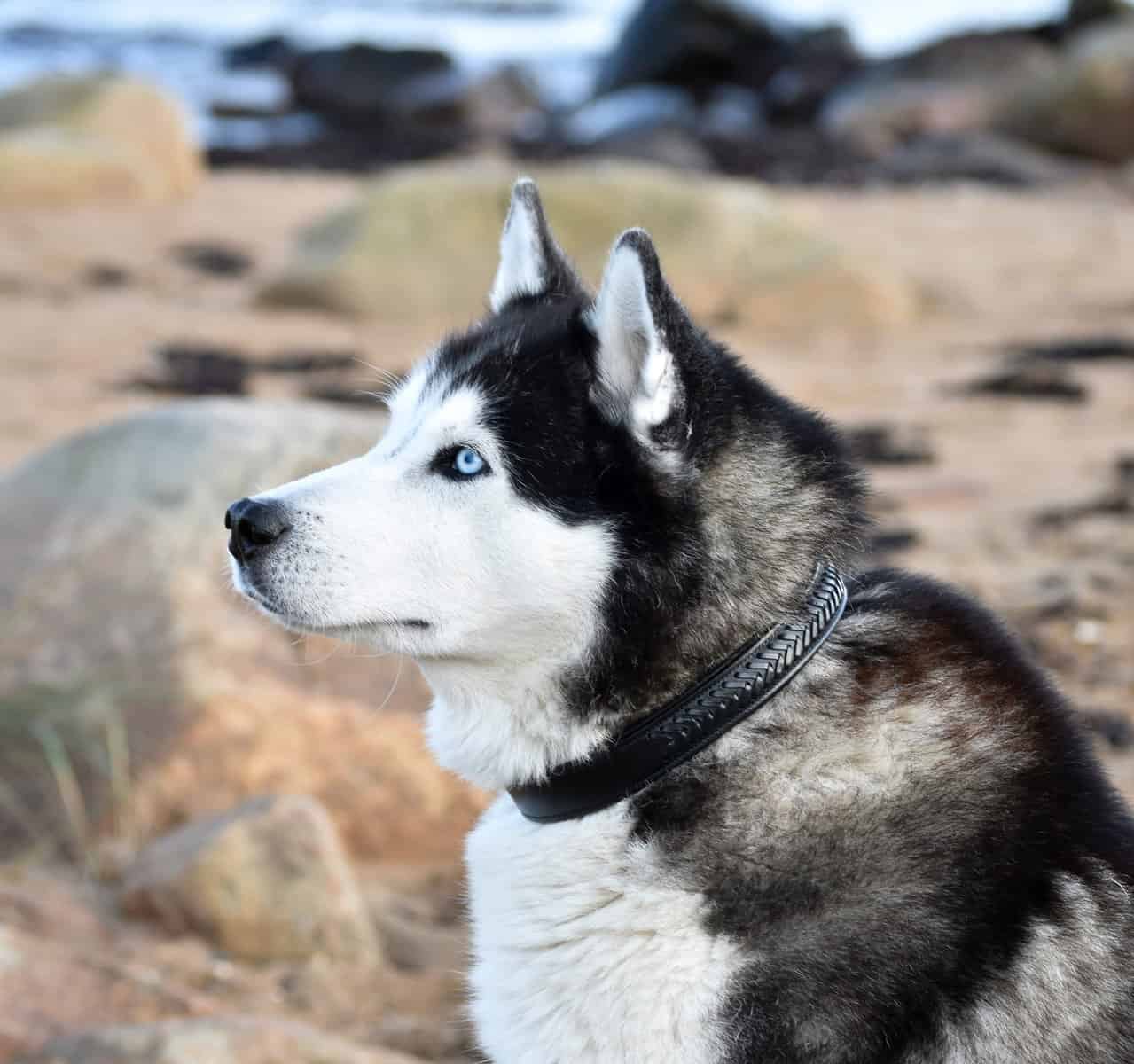 Premium dog collar in plaited natural tanned leather