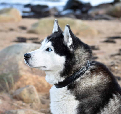 Premium dog collar in plaited natural tanned leather