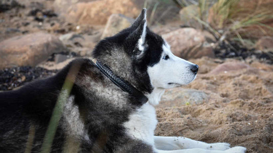 Premium dog collar in plaited natural tanned leather