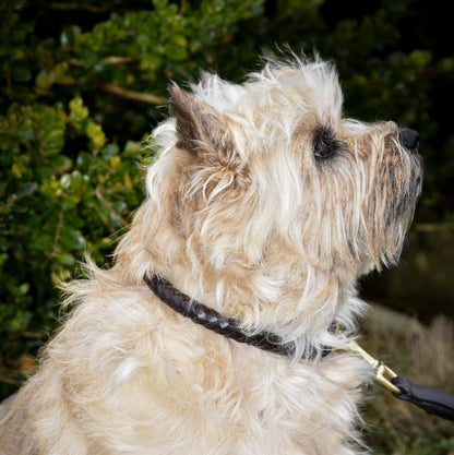 Premium dog collar in rounded natural tanned leather