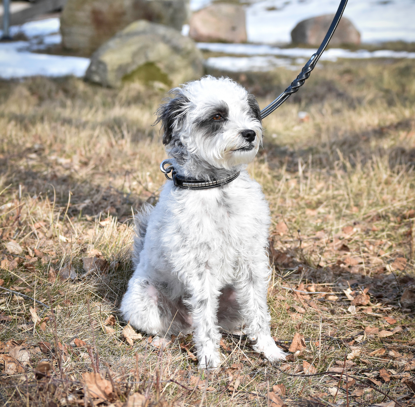 Premium dog collar in natural tanned leather and classic clincher