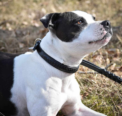 Premium dog collar in plaited natural tanned leather