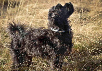 Premium dog collar in natural tanned leather and classic clincher