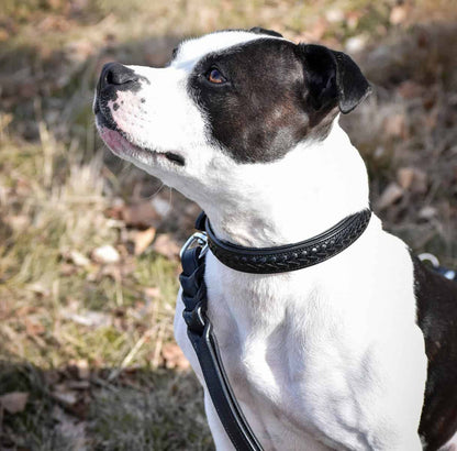 Premium dog collar in plaited natural tanned leather